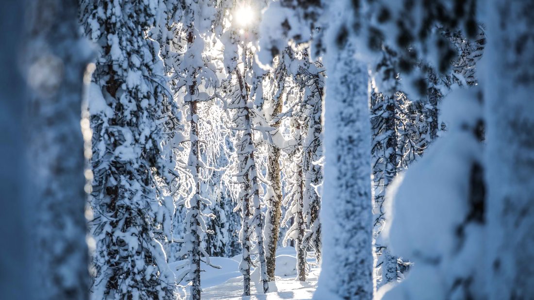 Sonnenlicht zwischen schneebedeckten Bäumen