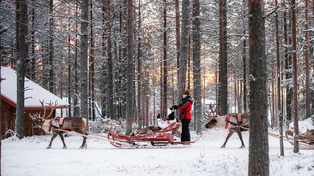 Reindeer sleighs on a forest path