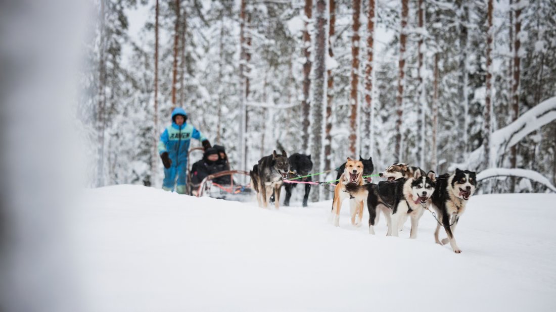 Equipo de huskies tirando de un trineo por un bosque nevado