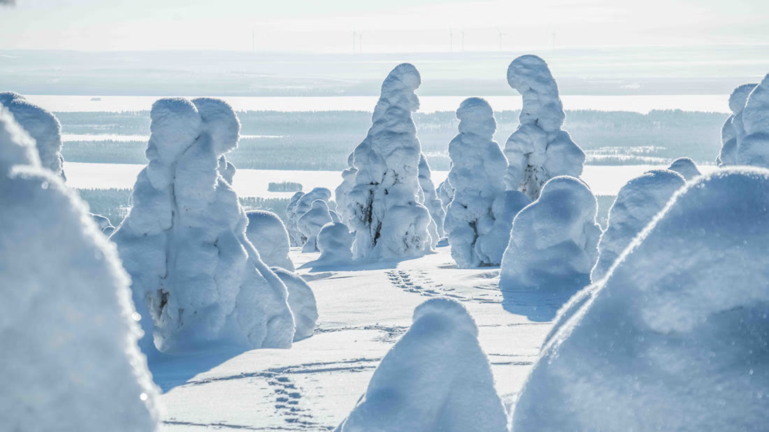 Frozen trees above the horizon