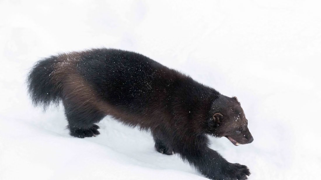 Wolverine in the snow