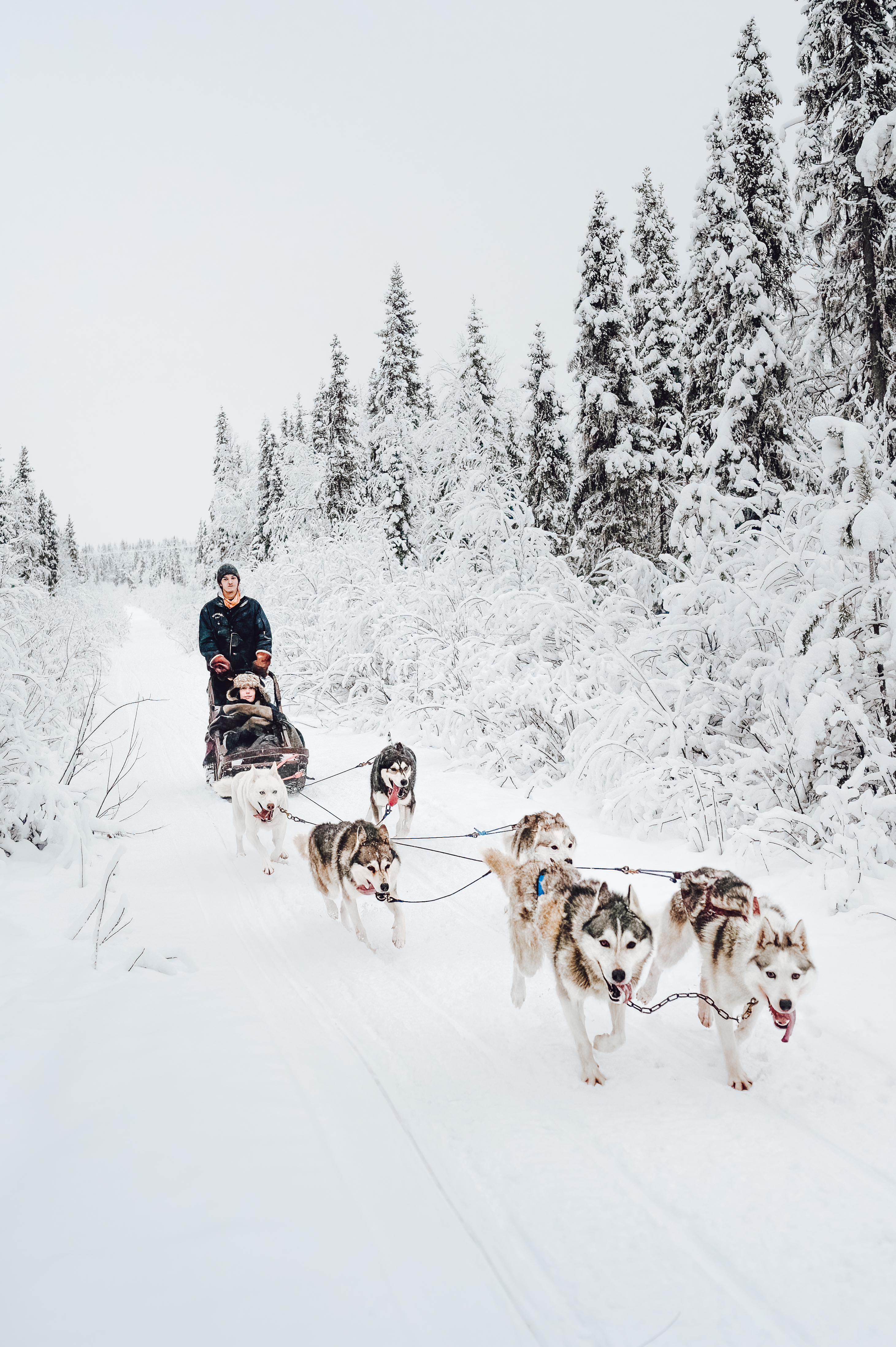 Musher lenkt ein Huskygespann durch einen verschneiten Wald
