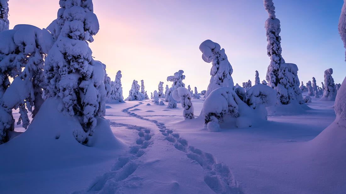 Snow-covered trees along a fell trail