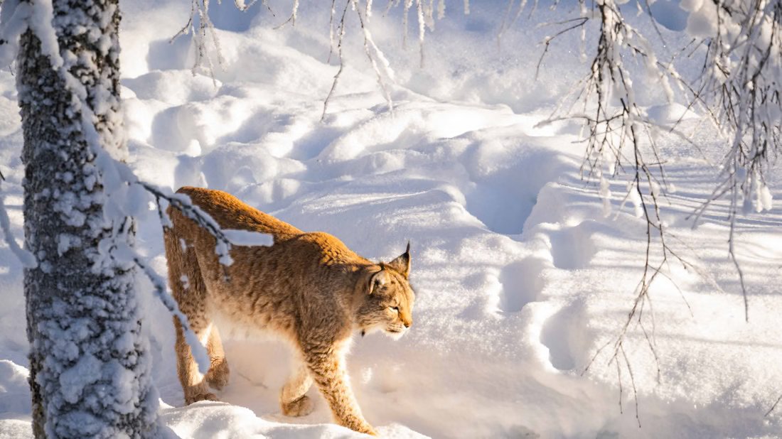 Lince caminando por la nieve