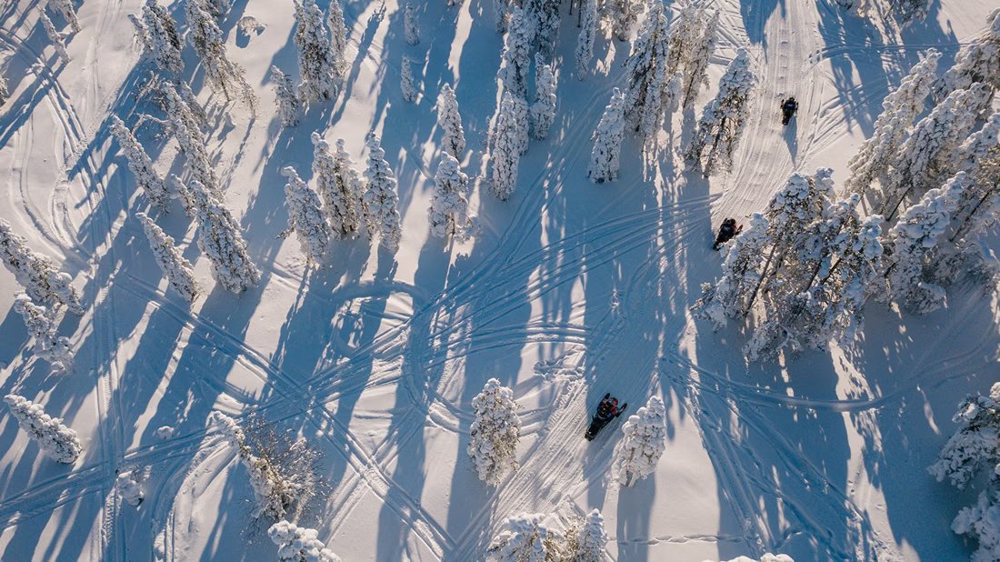 Snow-laden trees from above
