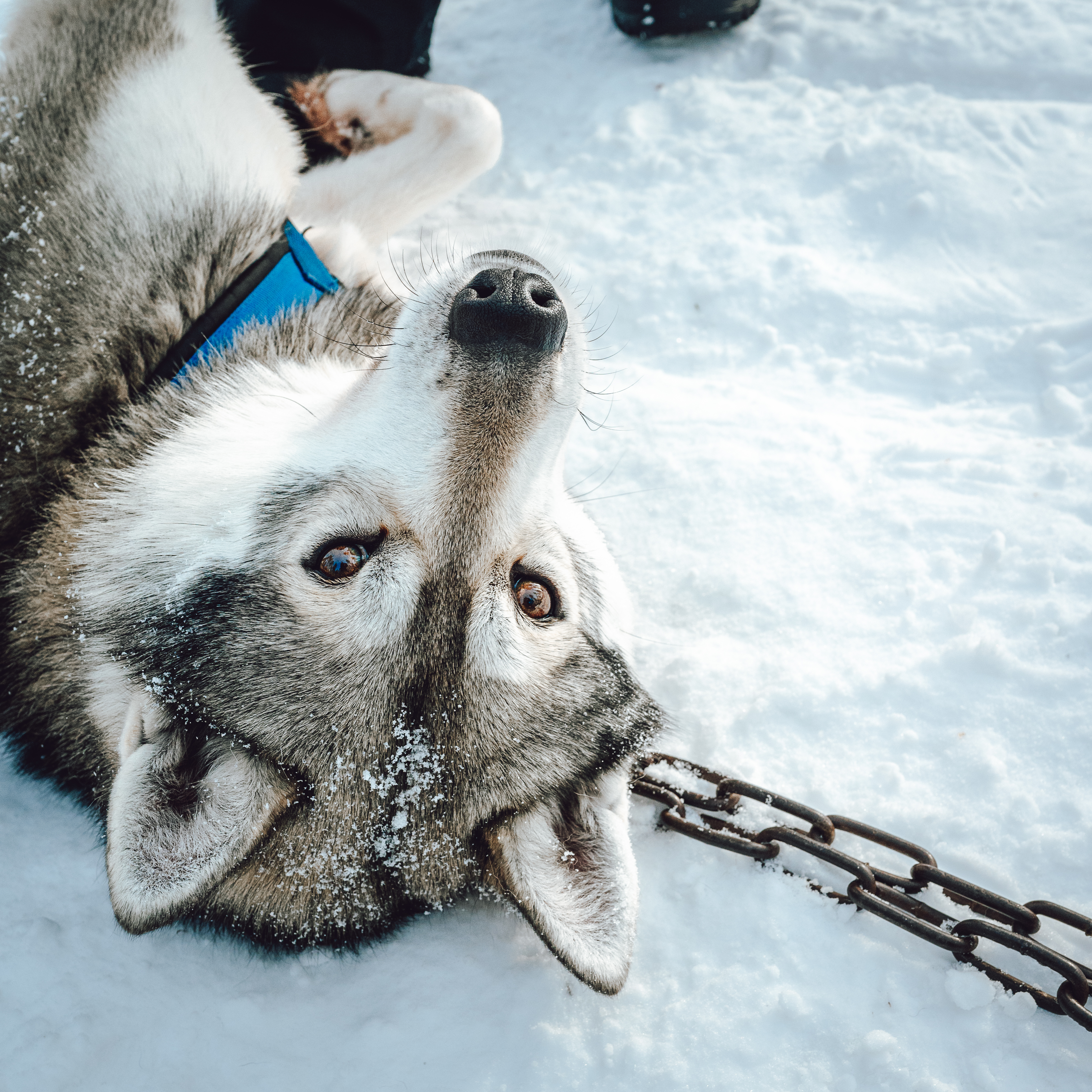 Husky wälzt sich vergnügt auf dem Rücken im Schnee