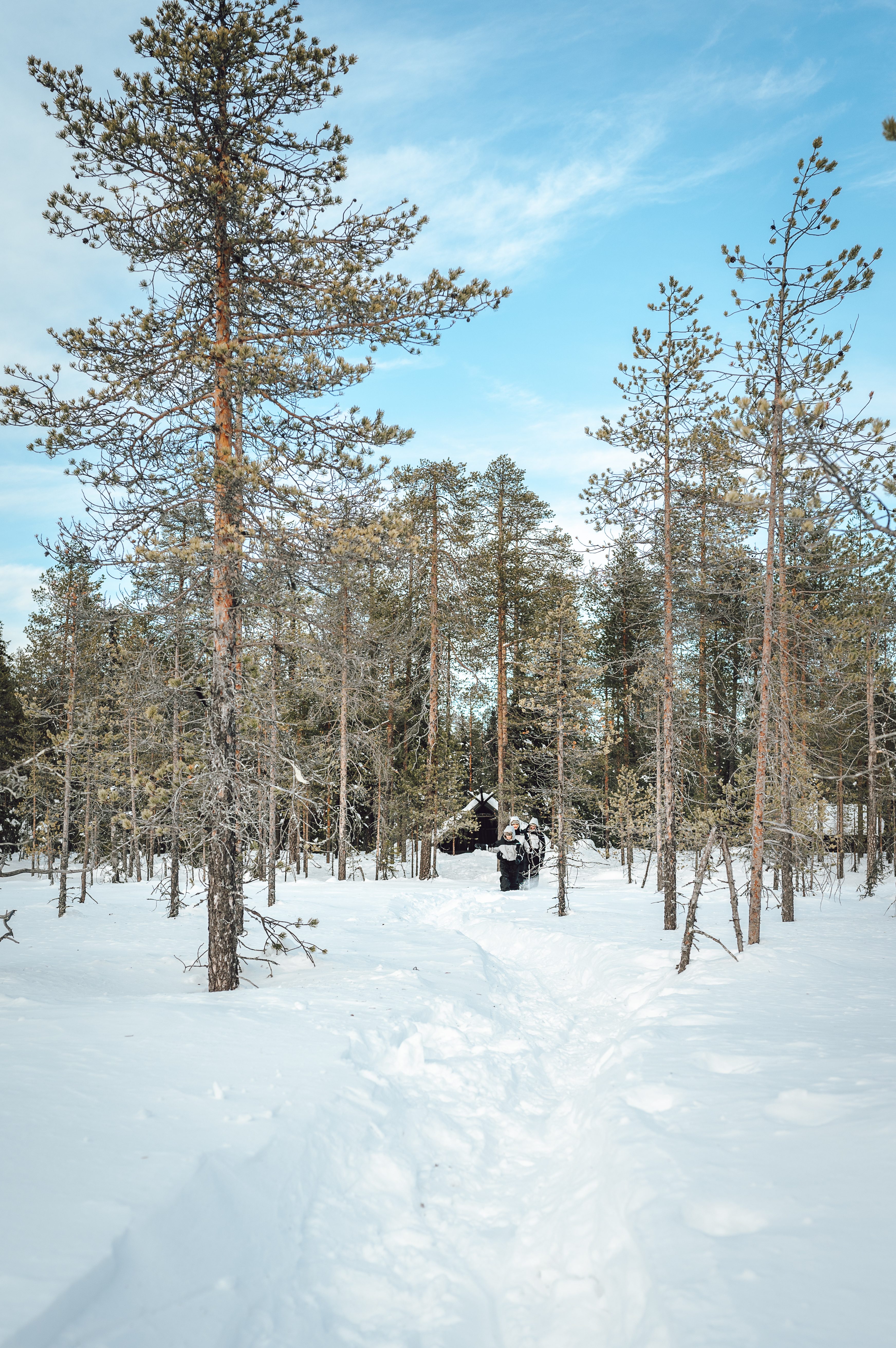 Sneeuwschoenpad door een rustig dennenbos