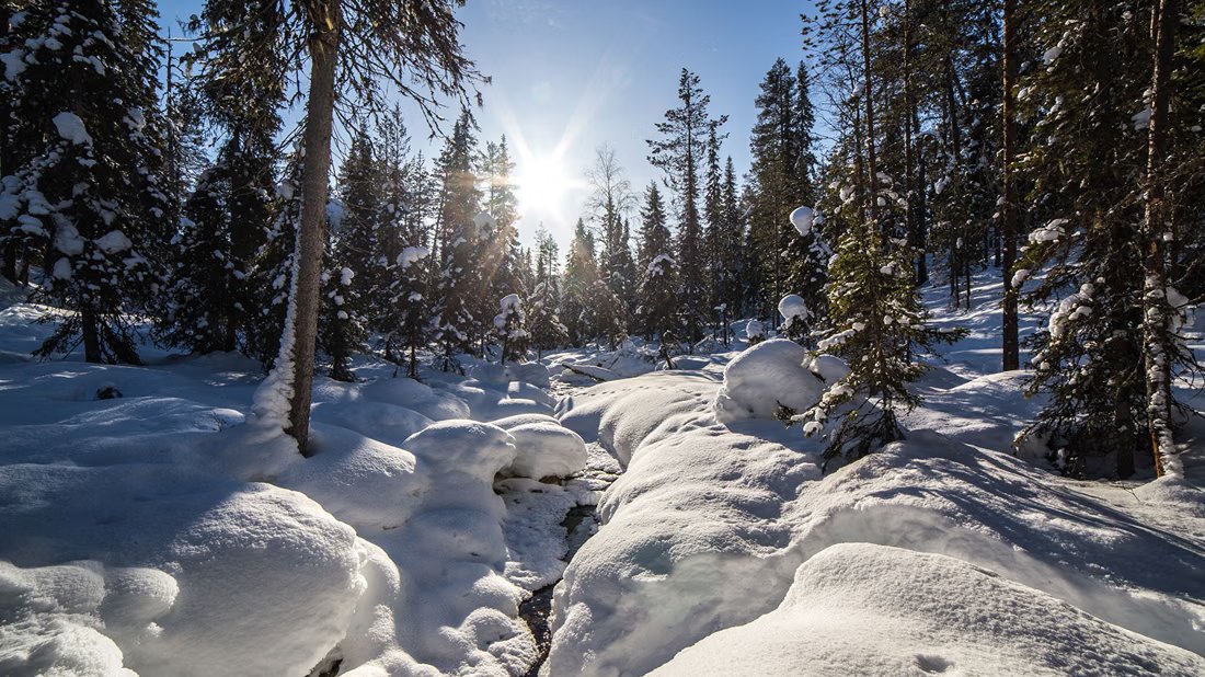 Sonniger Winterwald in Korouoma
