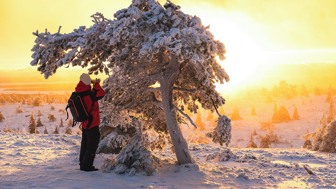 Photographe près d’un arbre couronné de neige au coucher du soleil