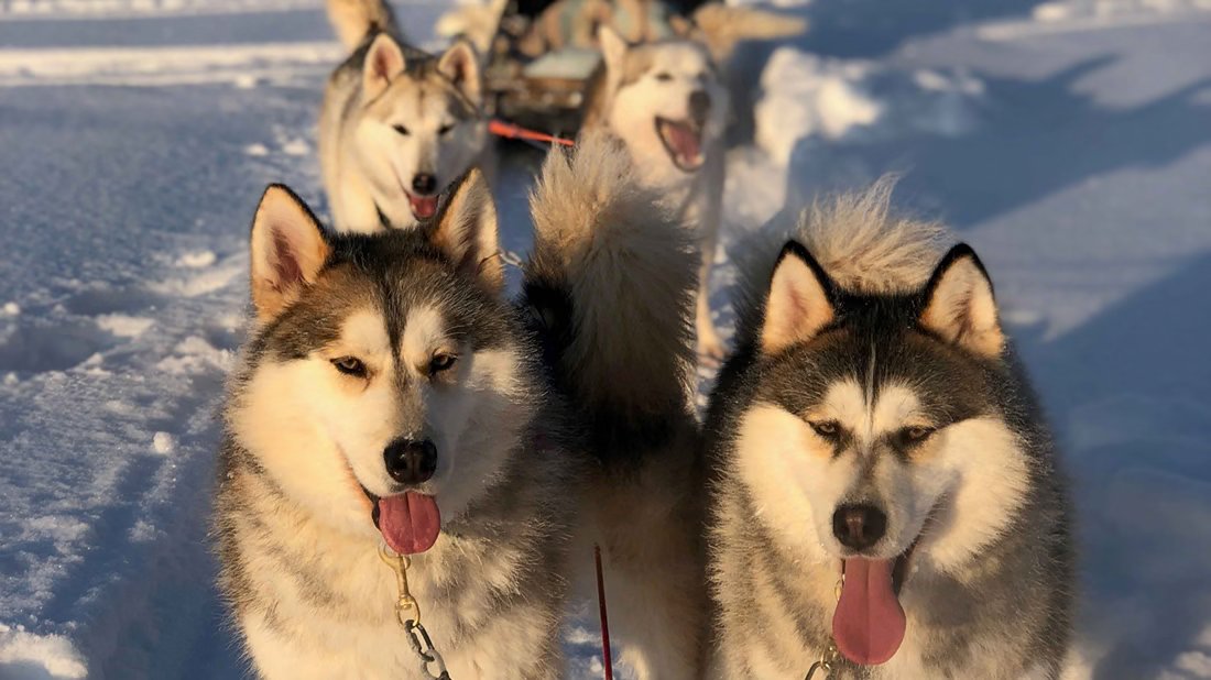 Huskies sonrientes en la nieve